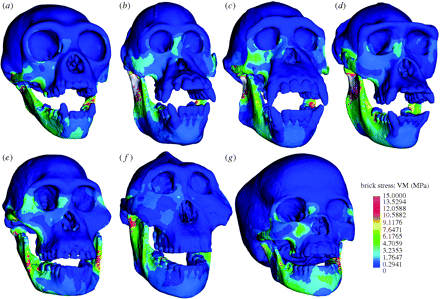 None of Your Neurones Know Who You Are... • Bite Force and Occlusal