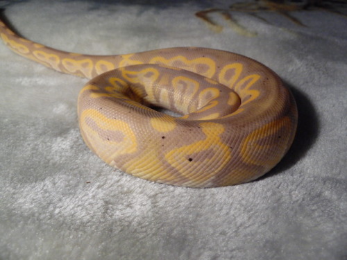 snake reptile donovan cinnamon banana ball python bp