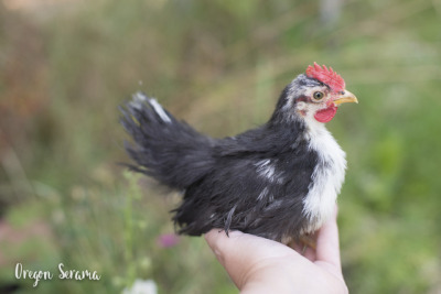 Bantam Chickens Tumblr