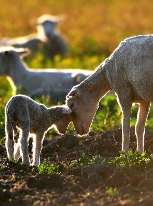 funkysafari:Coyote Hills Regional Park, Fremont Californiaby...