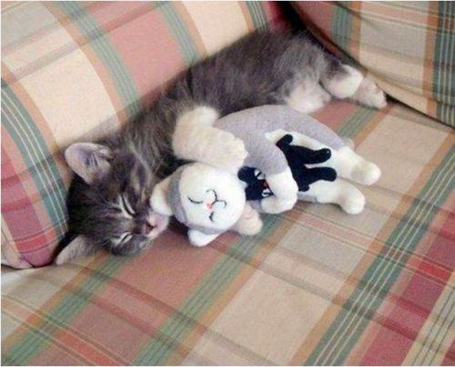 cuteness-daily:Cute animals with stuffed animals!