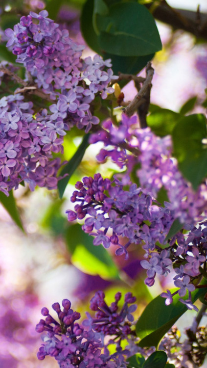 lilac flowers aesthetic | Tumblr