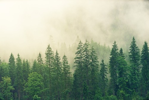 hipster hippie boho bohemian photo photograph photography pic picture image indie nature natural outside outdoors wild wilderness travel adventure explore trip experience art artist arsty forest trees woods green branches