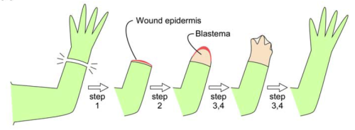 Resultado de imagen para blastema