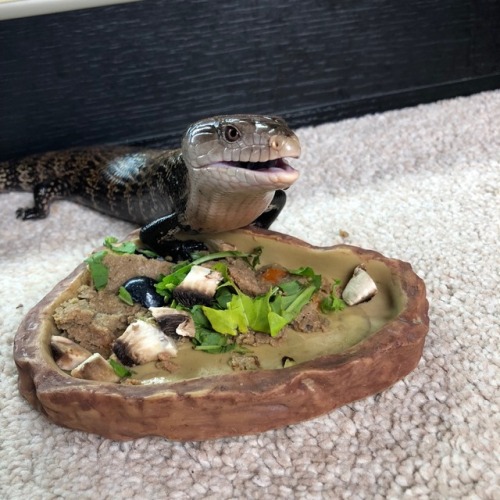 oatbug:meet stitch, my blue tongue skink !! what a happy chap...