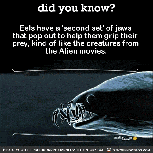 Did you know? - Eels have a 'second set' of jaws that pop 