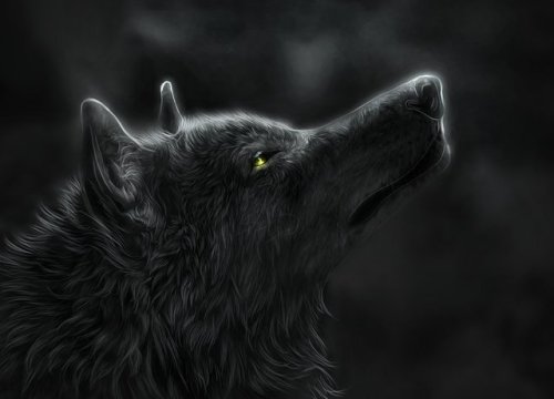 dark wolf on Tumblr