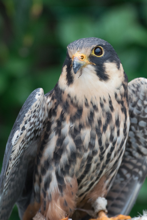 batistuta0511:チゴハヤブサ, Eurasian hobbyTaken at Kakegawa Kachouen...