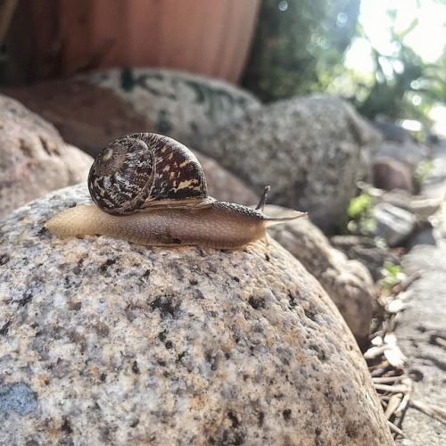 snail-friends:This snail has been left unsupervised for too...