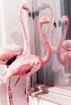 Wallpaper Flamingo Tumblr