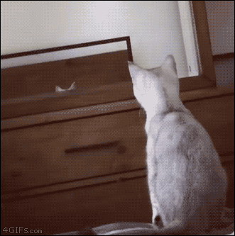 4gifs:
“When you discover you have ears. [video]
”