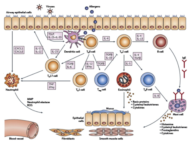 The future in #asthma treatment: #biologics