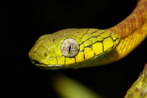 macro China Yunnan itchydogimages snake reptile Colubridae cat reddit black herpetology green yellow colour