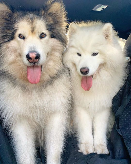 Ya know what day it is!!!! Tongue out Tuesday!!!! 👅👅 . . . . . . . . . . . . . . . . . #tongueouttuesday #kofuandbella #samoyed...
