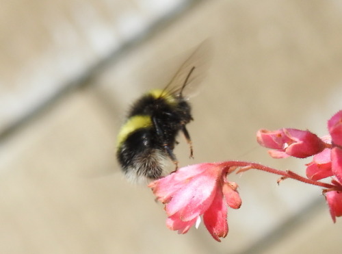 nanonaturalist:Up, up, and away!Photos from July 25 at Silver...