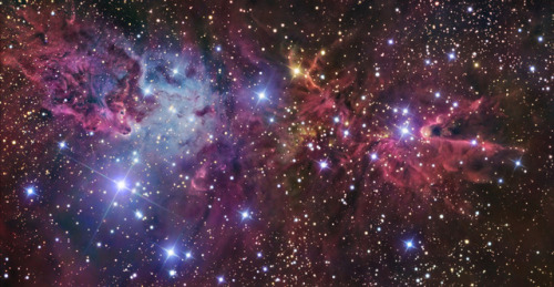 spinningblueball:Fox Fur and Cone Nebula With Christmas Cluster