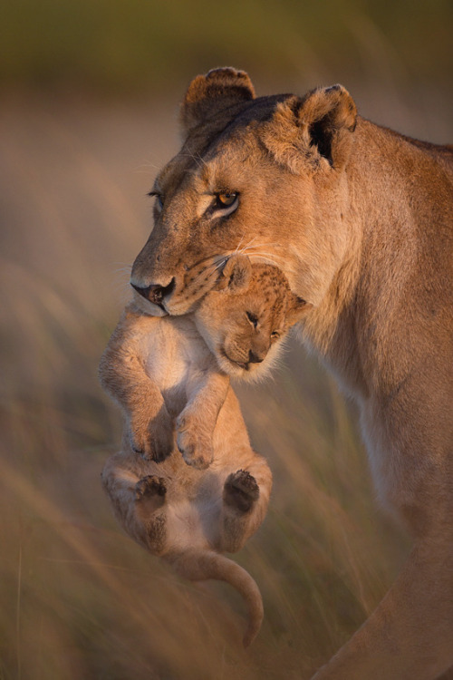 captvinvanity:A Mother’s love | Photographer | CV