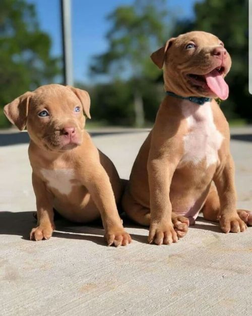 Baby pits ❤️