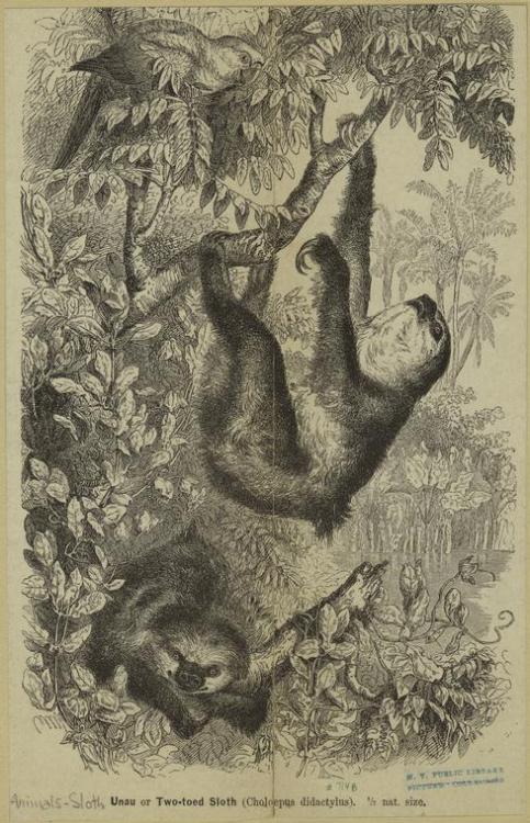 Unau or Two-toed sloth (Choloepus didactylus). [Unau or 2 toed sloth (Choloepus didactylus).] NYPL