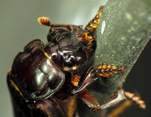 coolbugs:Bug of the DayClose up of a sexton beetle...