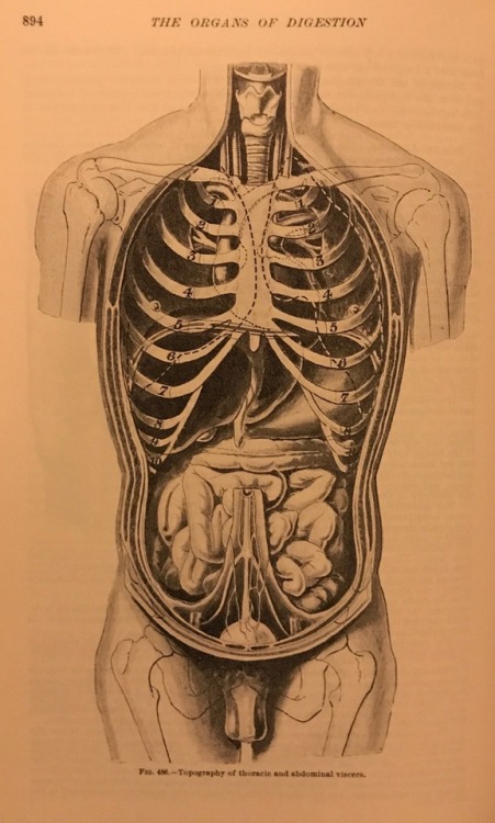 helterkelter:Organs of Digestion diagram from the Gray’s...