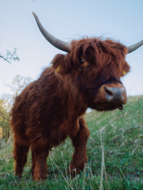 klaascows