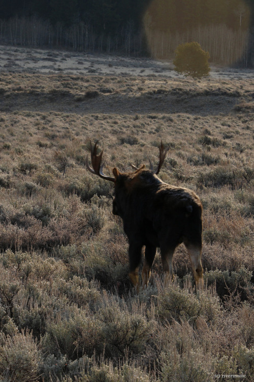 riverwindphotography:Heading Back to the Forest: A Bull Moose...