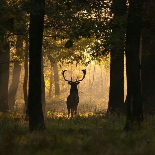 clytemnestra777:Artemis: Goddess of Nature, the Hunt and the...