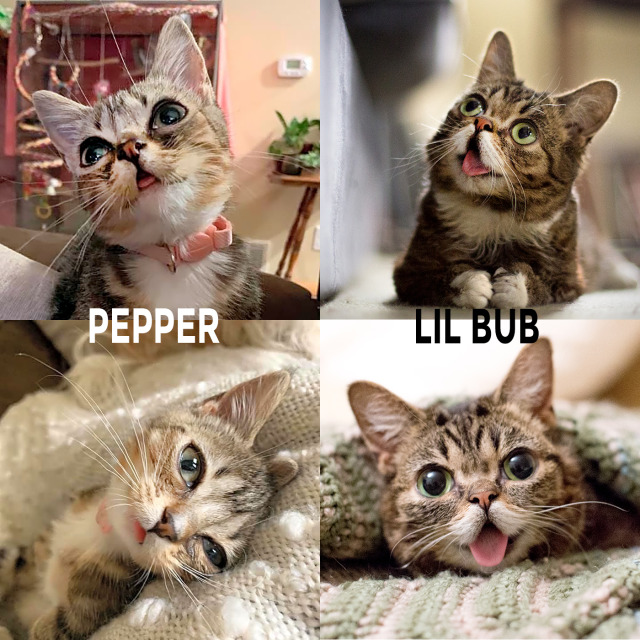 This is Pepper, she sure looks an awful lot like BUB, and she needs your help with emergency vet care. In honor of BUB's long...