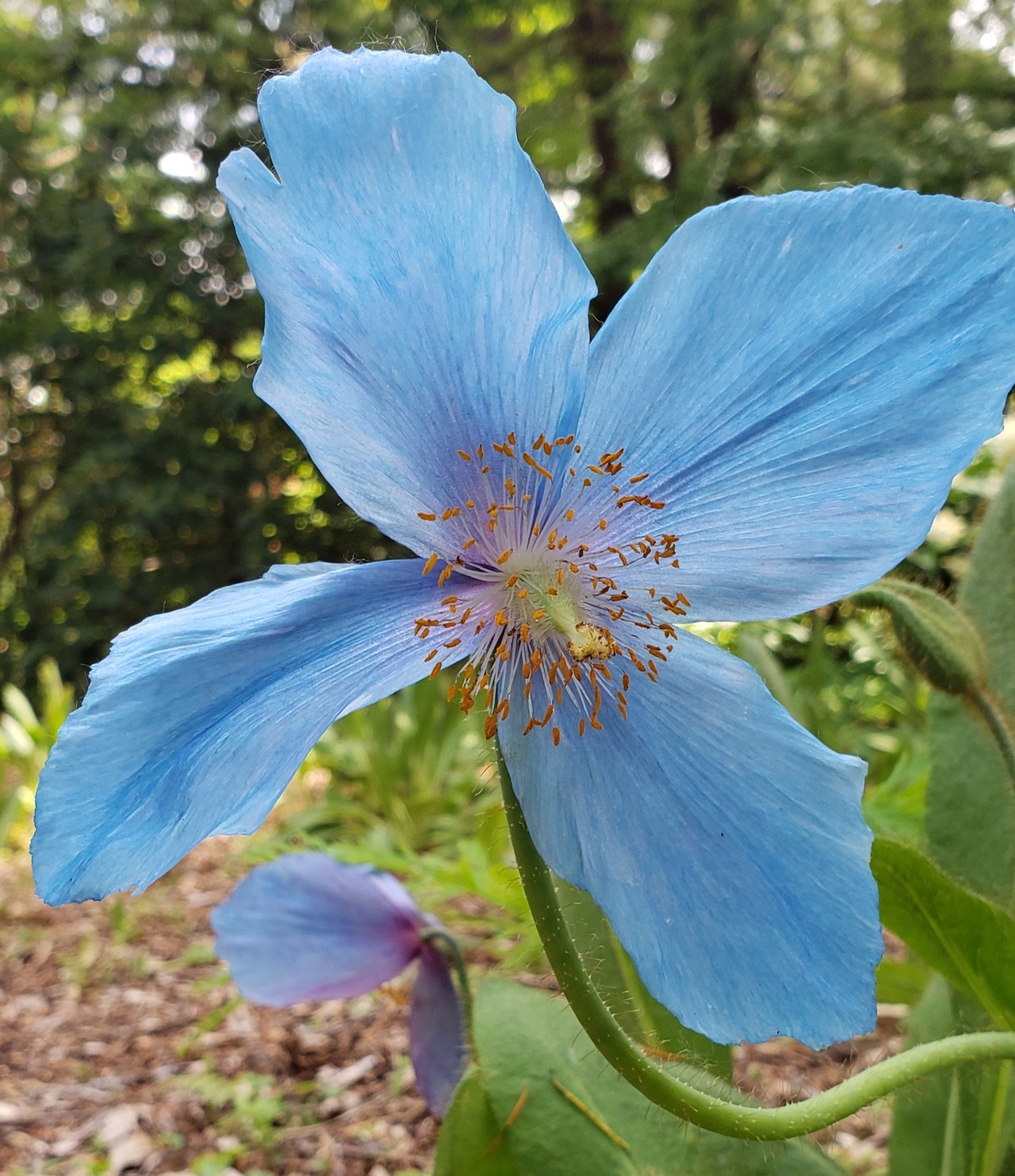 himalayan blue poppy on Tumblr