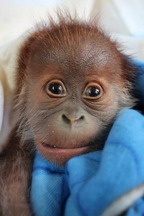 Baby Orangutan Thriving Under Keepers’ CareA baby...