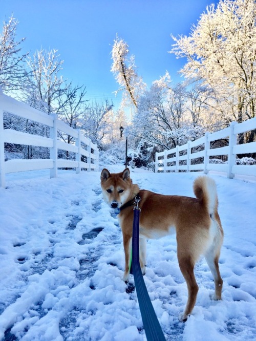 handsomedogs:Shiba Inu - NalaLong-haired Shepherd -...