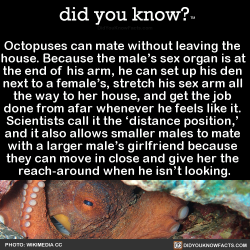 octopuses-can-mate-without-leaving-the-house