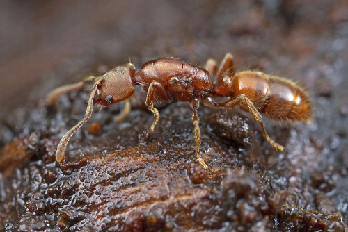 cutter leaf ant queens for sale us