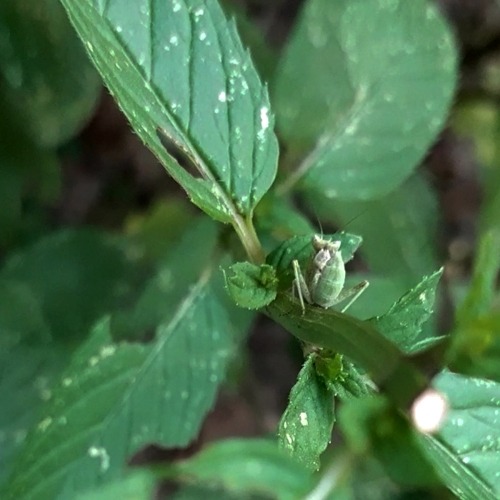 llumaca