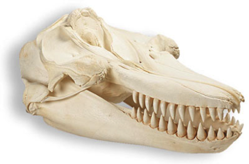 trynottodrown:Skulls of Marine Mammals (L to R)Bottlenose...