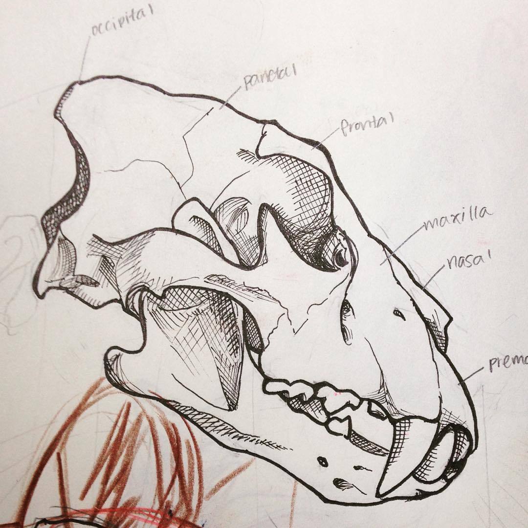 a FALSE (red)START — Drawing of a #lion #skull