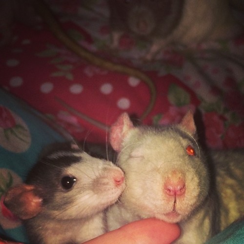 i love my rats a lot