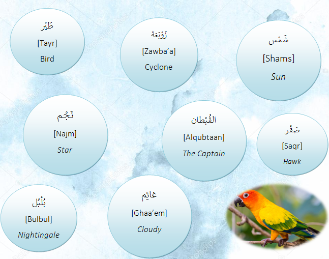 Arabic names for your pets : Part 6 : Birds : Semi hiatus until Sept 2020