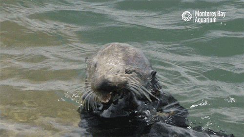 monterey bay aquarium literally