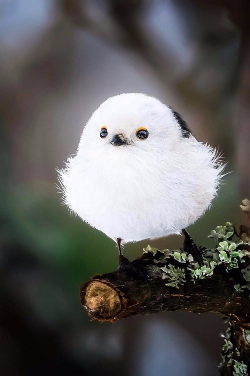 maureen2musings:Is it a bird or a snowball?soosseli