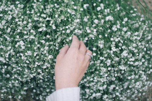 Baby’s breath❀