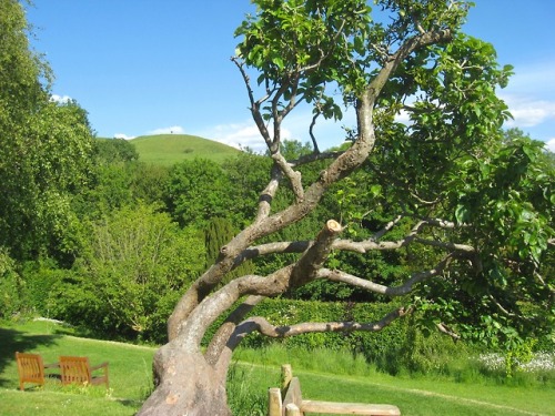 geopsych:Glastonbury’s Chalice Well Gardens. If you ever have a...