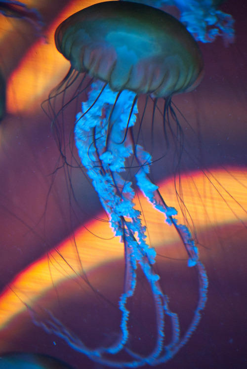 vurtual:neon float (by fPat Murray)