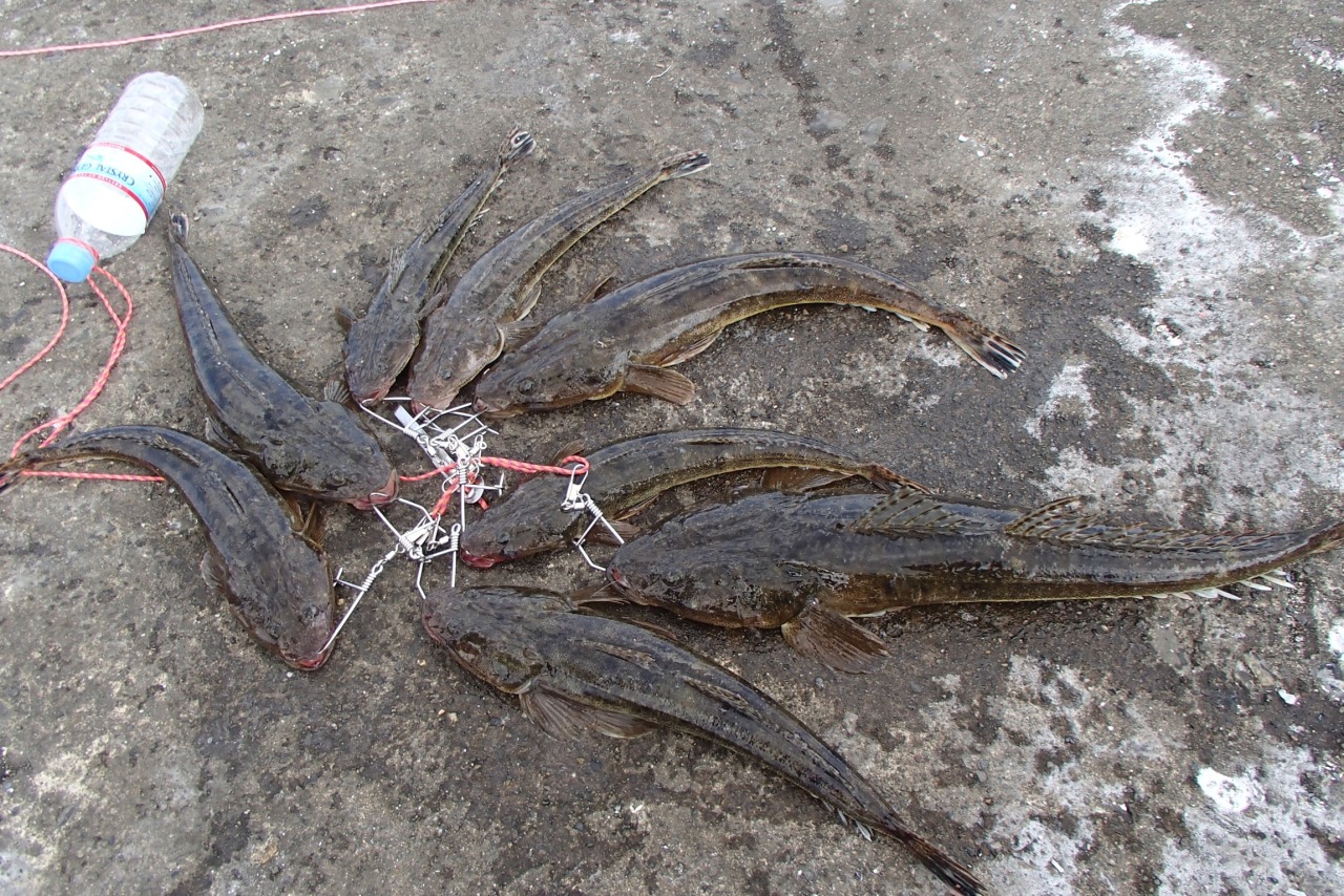 これまでで最高のコチ 釣り 方 すべての魚の画像