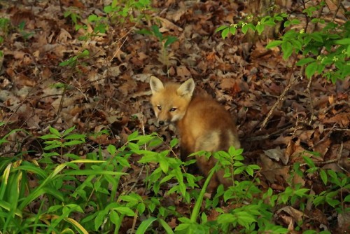 mayturnerphotography:A Red Fox kit in our front yard!