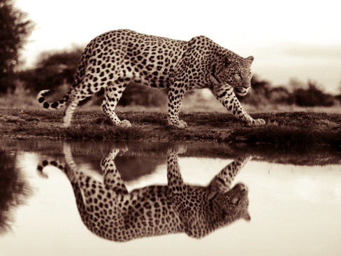 wild animal leopard on river elegant but dangerous noble cat creep amazing