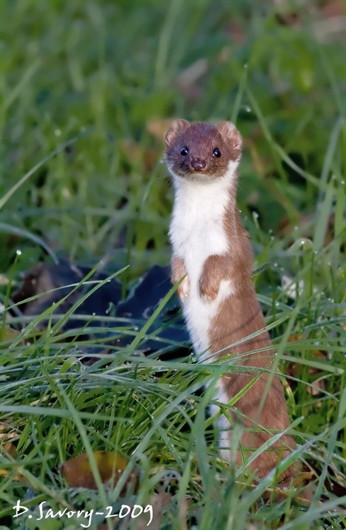 stoats on Tumblr