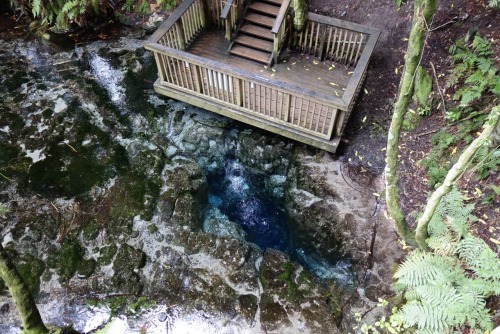 emmy-and-nz:hamurana springs