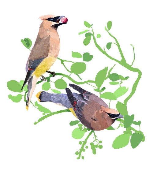 fisher-kat:cedar waxwings and serviceberries 